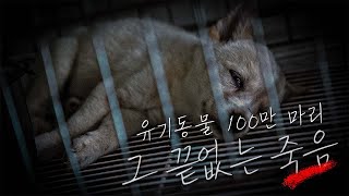 유기동물 100만 마리 그 끝없는 죽음 2022년 08월 04일 방송 다시보기