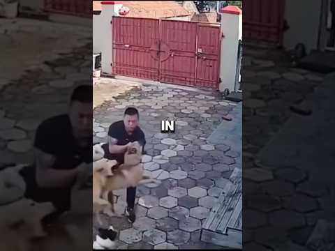Golden Retriever Saved his owner from dog bite