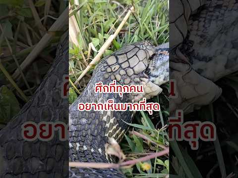 ศึกที่อาจคาดเดาได้ยาก #shorts