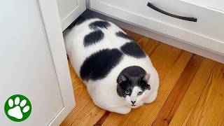 Woman adopts heaviest cat at shelter