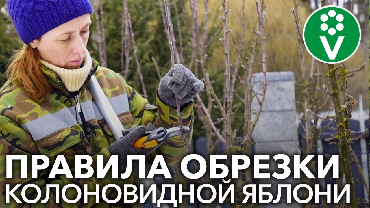 Правильная обрезка колоновидной яблони. Секреты и рекомендации для начинающих садоводов