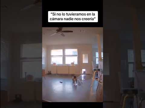 Grabado en cámara #humor #perros #viralvideo