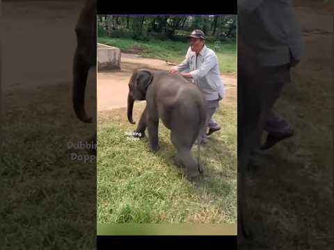 Koluku Moluku 🤣 #funny #cat #shorts #elephant #shortsfeed #animals #dubbingdappa #pets #comedy