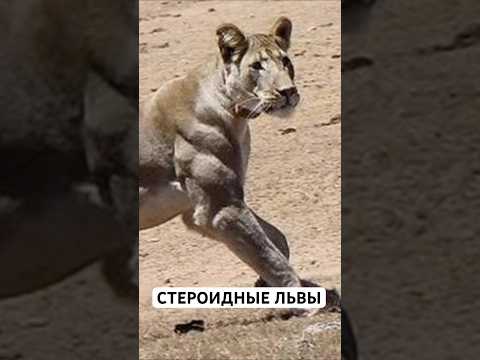 Львы-Качки из Африки