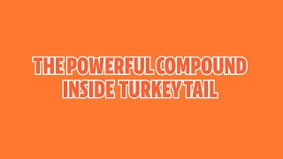 What’s Inside Turkey Tail? The Compounds That Supercharge Your Immune System