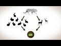 Biodiversity and Ecosystem Dynamics