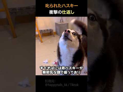 叱られたハスキー衝撃の仕返し
