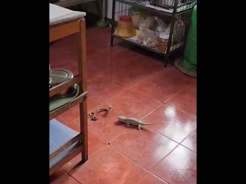 ตุ๊กแก