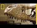 T-Rex Arrival at the Smithsonian