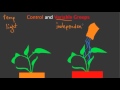 Experimental Design and Variables