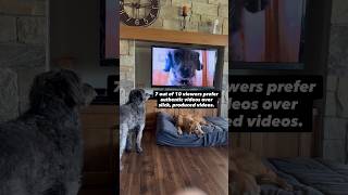 Dog Watching TV 67% Of People Prefer Authentic Videos To Slick And Highly Produced RogerKingBits.com