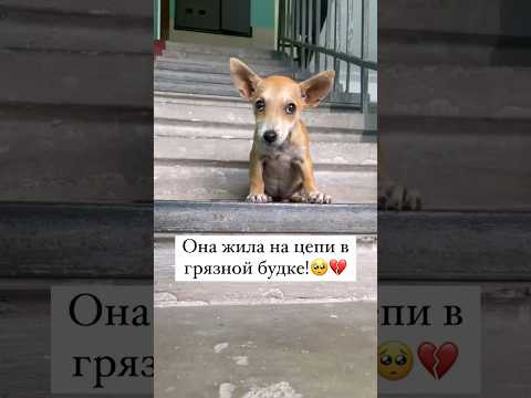 Деми, которая жила на цепи где-то на Кубани, приехала в Москву и нашла свой дом! 🥳
