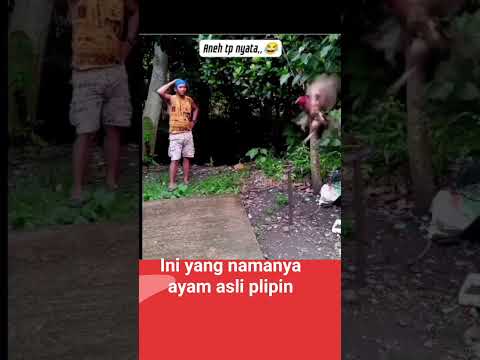 ayam asli plipin