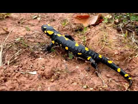 ইউরোপীয় ফায়ার স্যালামান্ডার পরিচিতি | European Fire Salamanders Facts | Animals wonder