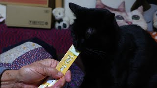 ごまちゅーる　250807