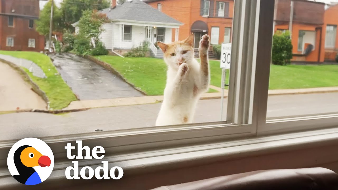 Stray Cat Keeps Climbing Up To This Woman's Window - The Dodo