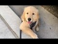 Humorous Insights on Pets' Behavior