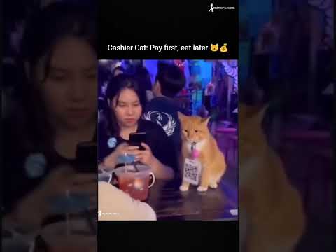 💚Cashier Cat: Pay First, Eat Later 🐱💰 #trending #viralvideo #funnyvideo #cat #shorts