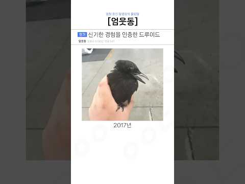 신기한 경험을 인증한 드루이드들