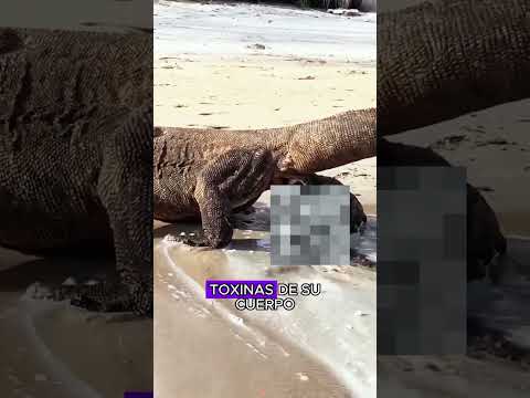 Fierce Komodo dragon eats a sheep in one bite#animals #Friendship #Us #fyp #Komodo dragon