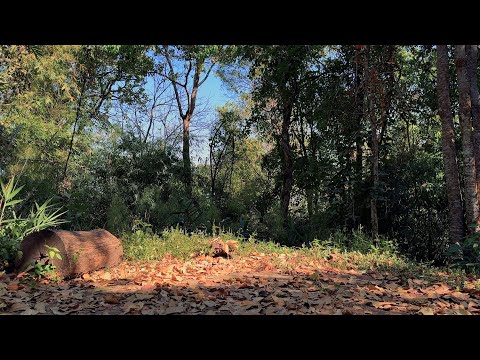 Forest Sounds for Meditation & Relaxation | Soothing Nature Sounds (Birds Chirping)