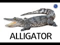 Identifying Animals and Vietnamese Vocabulary