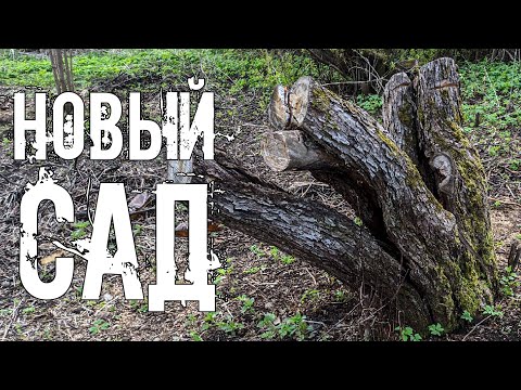 Новому саду у дома прадеда быть!