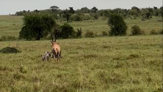 Topi did not take the hyena threat seriously