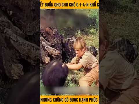 Cái kết buồn của chú chó #shorts #short #reels #tiktok #trending #trendingshorts #trend #asmr #cute