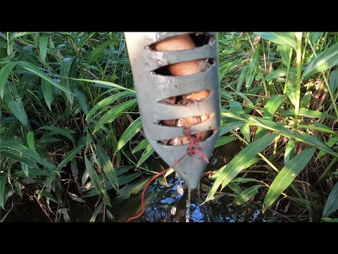 ดักปลาไหลหลายๆที่มันเข้าดีแบบนี้เอง วิถีเด็กใต้ Channel ดักปลาไหลหลายๆที่มันเข้าดีแบบนี้เอง