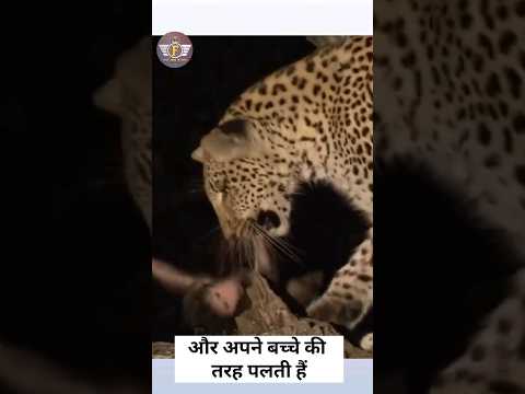 Leopard mother's heart-touching story