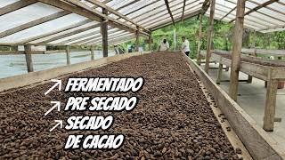 Prácticas de poscosecha para la fermentación del cacao #culturagrotv #magnicaragua