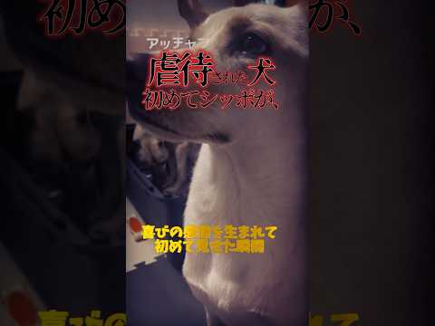 虐待され生まれて一度も愛されなかった犬の一年後にシッポを初めて振ってくれた日#shorts