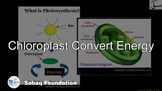 Chloroplast Convert Energy