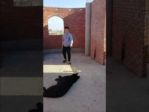 شعبولا لسه فاكر الاوامر 😍