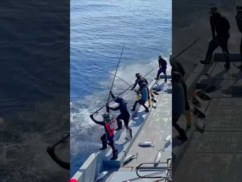 #youtubeshorts #shorts #shortvideo #shortsfeed #youtube #youtuber #sustainablefishing