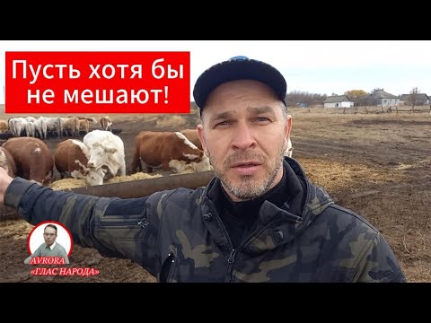 СЕЛЬСКИЕ ЖИТЕЛИ ПОЯСНИЛИ КУДА В СТРАНЕ ПРОПАЛО МАСЛО. ОПРОС 2024