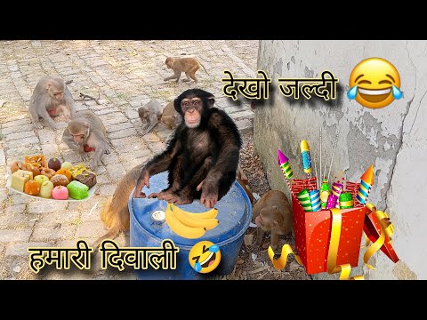 monkey blog video ful funny comedy Monkey 🐒 video || 🤣 #comedyvideo #monkey 🙈🐵🐒 #monkeyvideo 😲