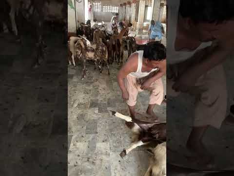 Bakri Kamela #kingofcolony #cow #bull #cattle #goat