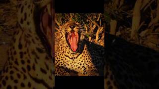 Most underrated animals aot