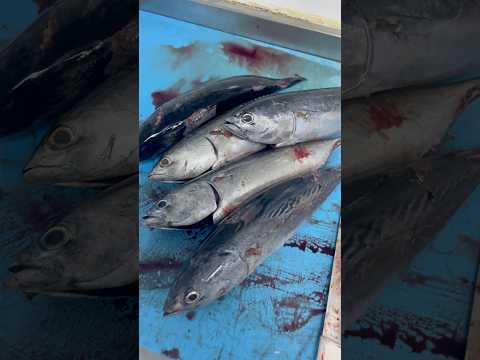 TUNA / ചൂര മീൻ ഇഷ്ടമുള്ളവർ ആണോ ❓ ഇത് കേട്ട് നിങ്ങൾ ഞെട്ടരുത് 😳 #fyp #shorts #tuna #feed #1million