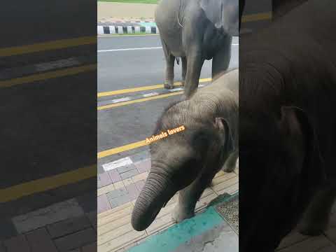 Baby excited to have food 🍲