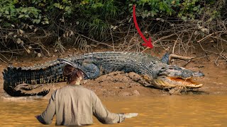 Top 5 Scariest Animal Attacks Stories in Australia!