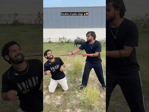 Routine of paltu dogs life 🔥😂#shorts #funny #dogs