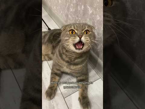 Почему кот громко орёт?