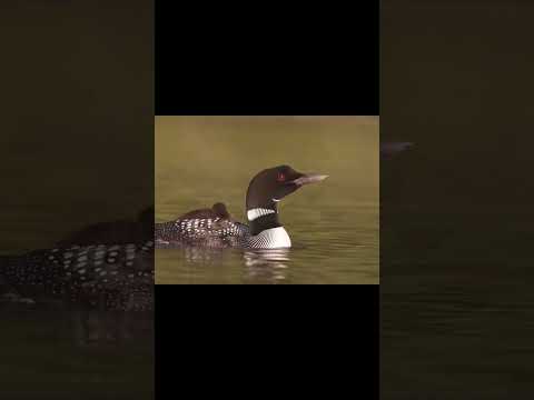 The Scariest Bird Sounds In The World #bjrd #sounds #animal #scary #mrken #facts