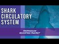 Shark Circulatory System and Arteries