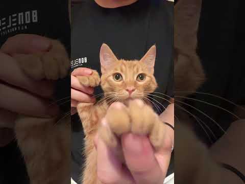 #barbiegirl dance trend tiktok douyin #cat #shorts