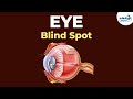 Understanding the Blind Spot and Persistence of Vision