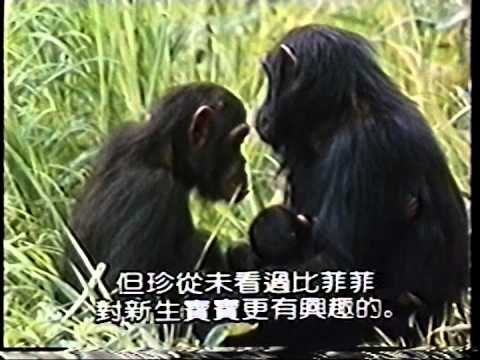 珍古德與黑猩猩2